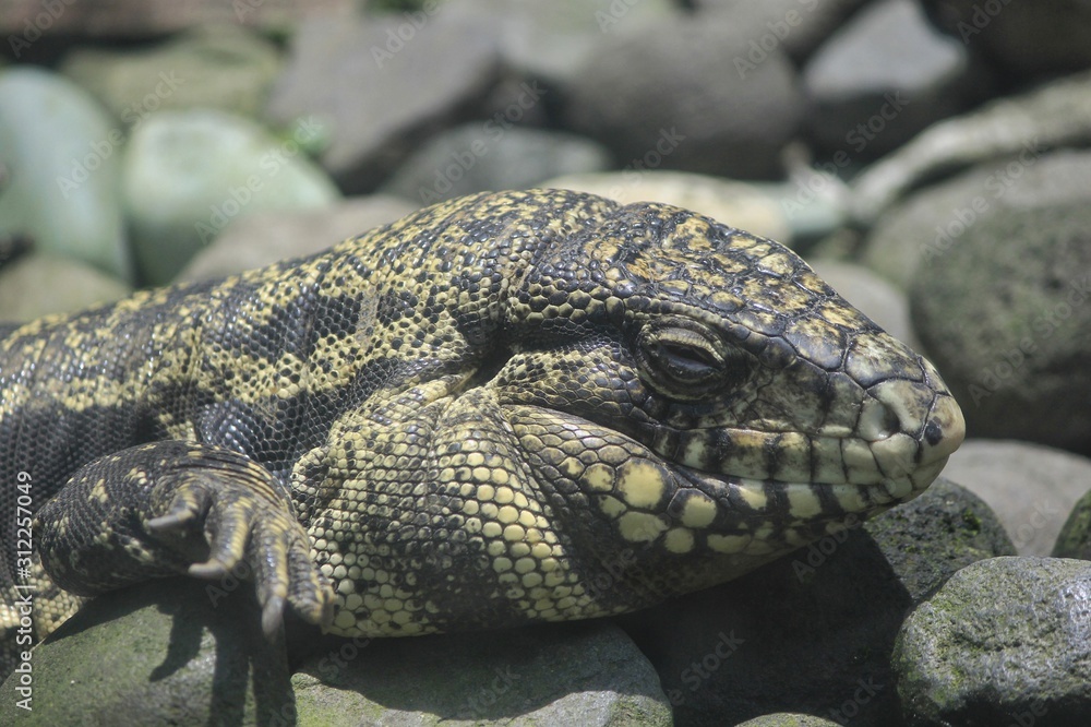 Fototapeta premium Head of Gold Tegu, (Tupinambis teguixin) reptile predator eating other animals. Its habitat is spread in South America