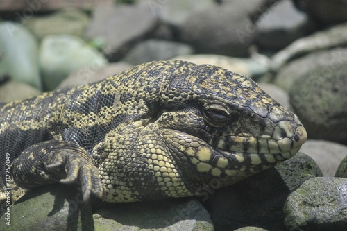 Head of Gold Tegu, (Tupinambis teguixin) reptile predator eating other animals. Its habitat is spread in South America
