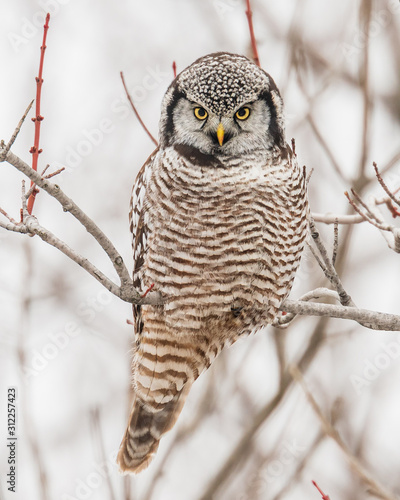 Northern Hawk Owl perching on a tree branch, Eastern Ontario