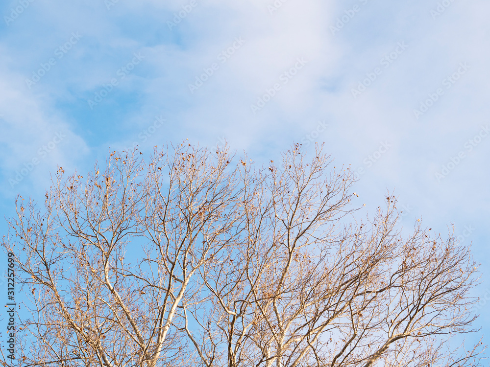 Branches of winter tree on cloudy sky background. Close up no leaves Branches of winter tree on cloudy sky background. Close up no leaves