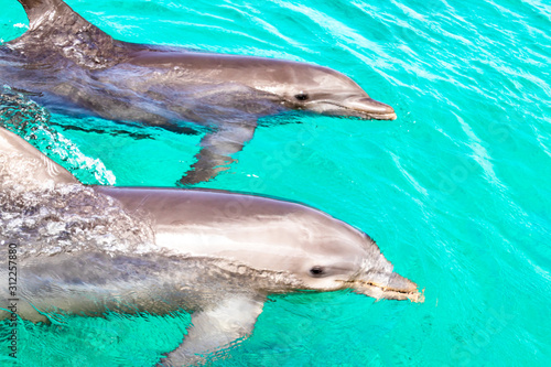 Two Dolphins swimming in blue turquoise water