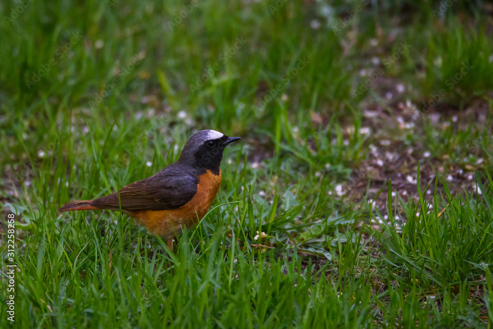 Common redstart bird on grass in garden. Common redstart bird on grass in garden.
