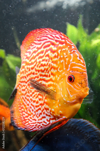Portrait, Ansicht eines Diskusfisch im Aquarium