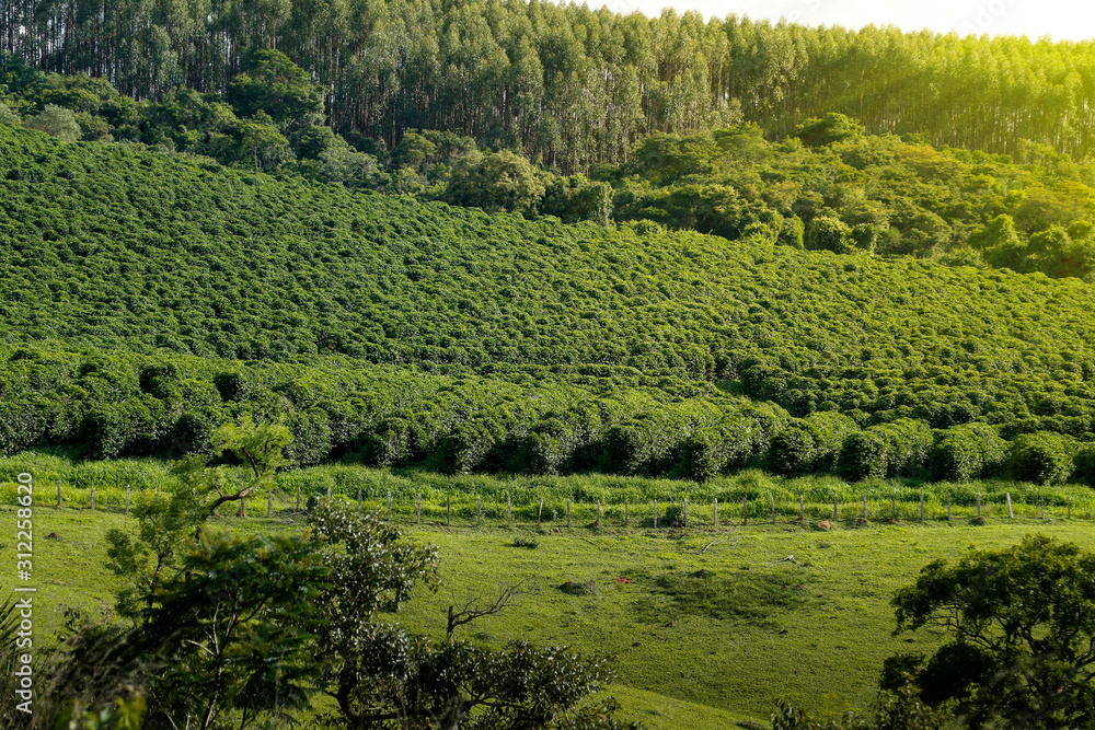 Obraz premium Farm coffee plantation in Brazil