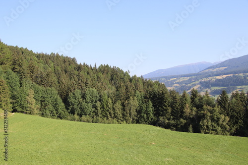 Forest in summer with pines, beeches and fir in Bolzen, Trentino Alto Adige, Italy photo