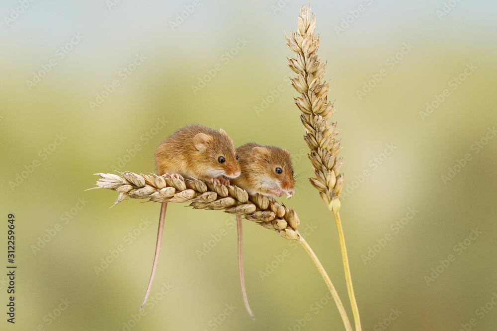 Obraz premium Harvest Mouse