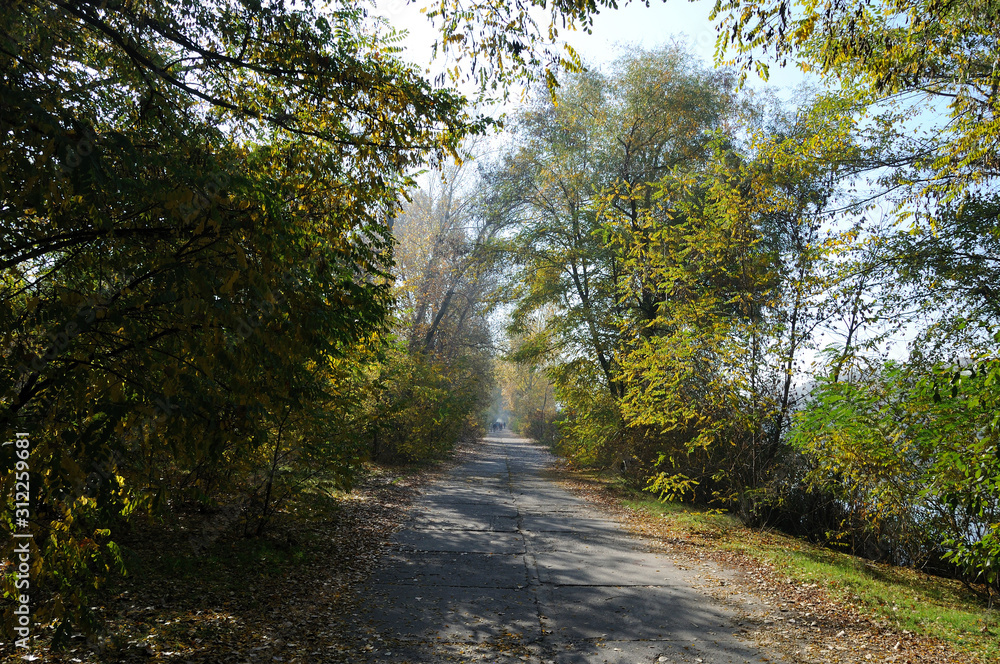 Fototapeta premium road in the autumn park along which trees and shrubs grow. autumn landscape of a city park