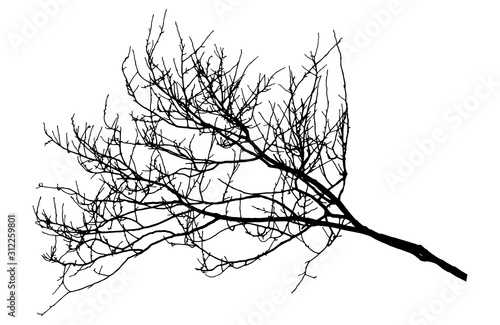 Autumn bare branch tree silhouette. Vector illustration.