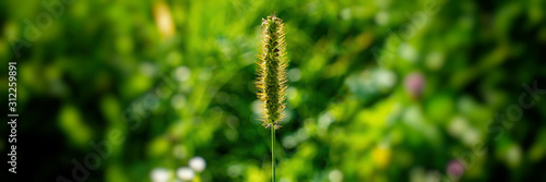 Spikelet of grass on a blurred green background.