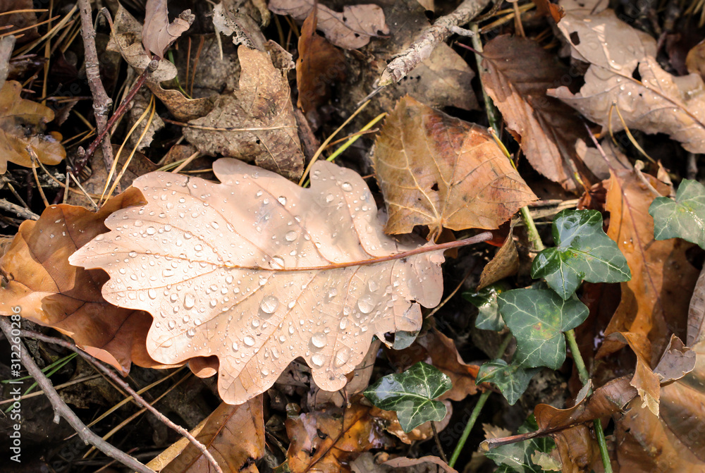 Herbstlaub und Feuchtigkeit, im Herbst ständige Begleiter