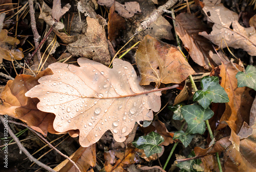 Herbstlaub und Feuchtigkeit, im Herbst ständige Begleiter