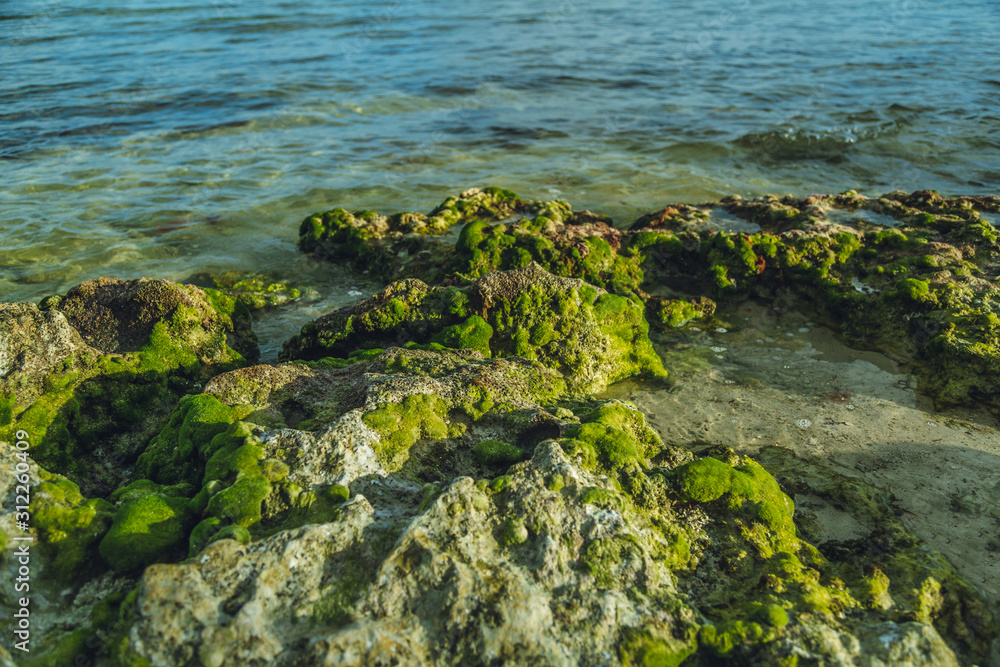 green reef rocks