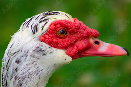 close up of duck