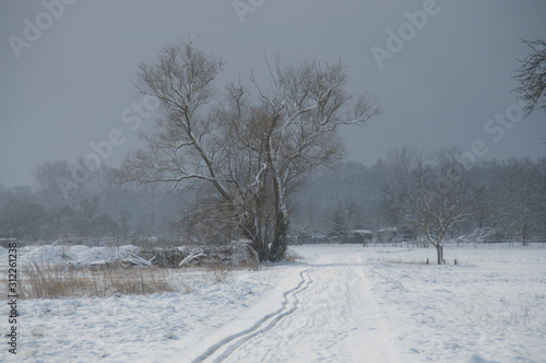 winter landscape with trees and snow © AndHub