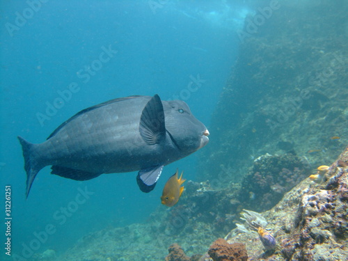 Fototapeta Naklejka Na Ścianę i Meble -  Bumphead parrotfish (Bolbometopon muricatum) and golden damselfish (Amblyglyphidodon aureus), Raja Ampat, West Papua
