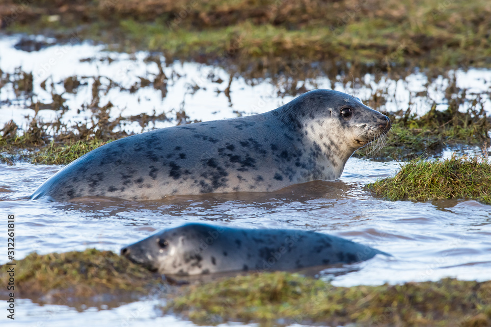Grey seals come in winter to coastline to give birth to their pups near the sand dunes.