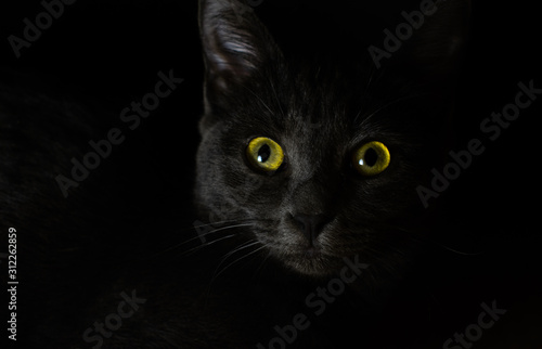 black cat close up