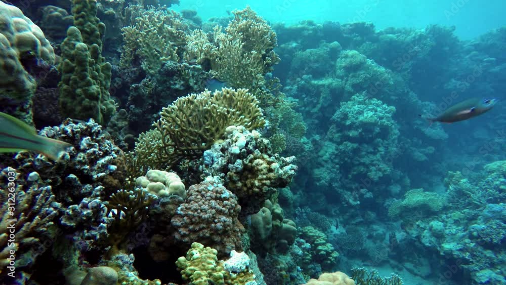 Coral reef and beautiful fish. Underwater life in the ocean. Reef and beautiful fish. Coral reef and beautiful fish. Underwater life in the ocean. Reef and beautiful fish.