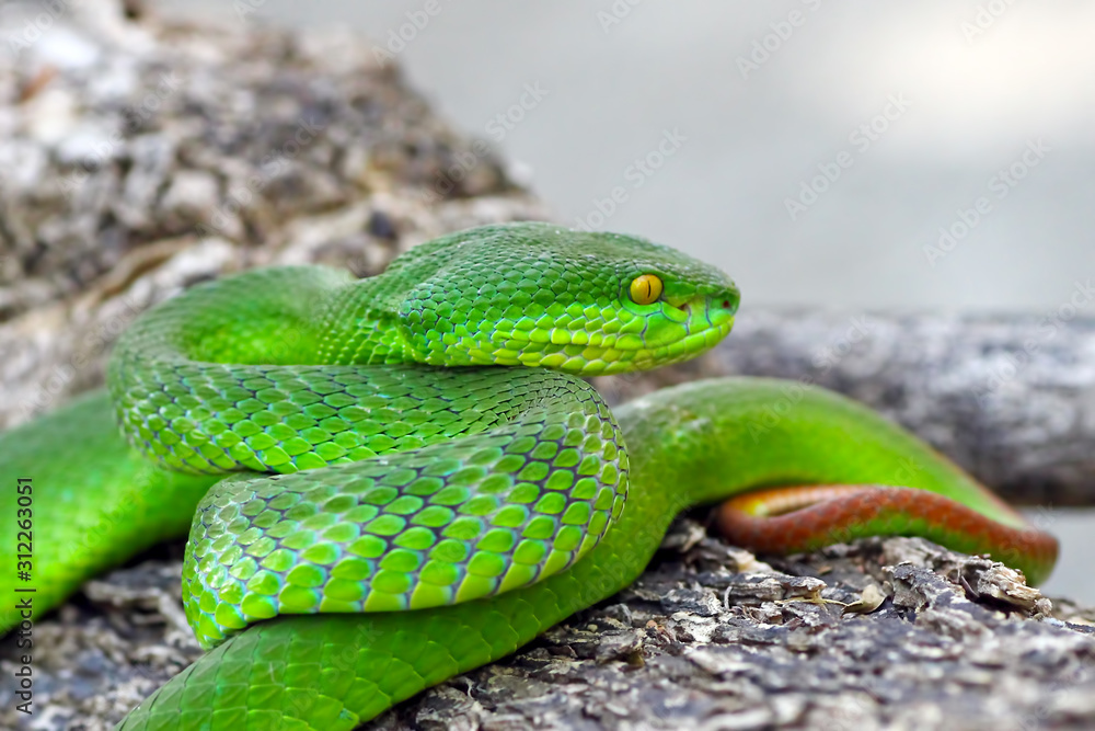 green viper snake, venomous and poisonous snake, trimeresurus ...