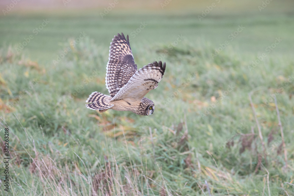 Fototapeta premium Short eared owl