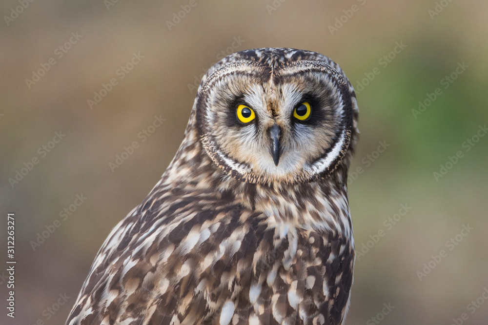 Short eared owl