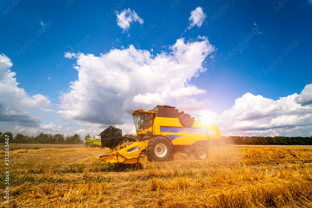Fototapeta premium Combine harvester in action on wheat field. Harvesting is the process of gathering a ripe crop from the fields.