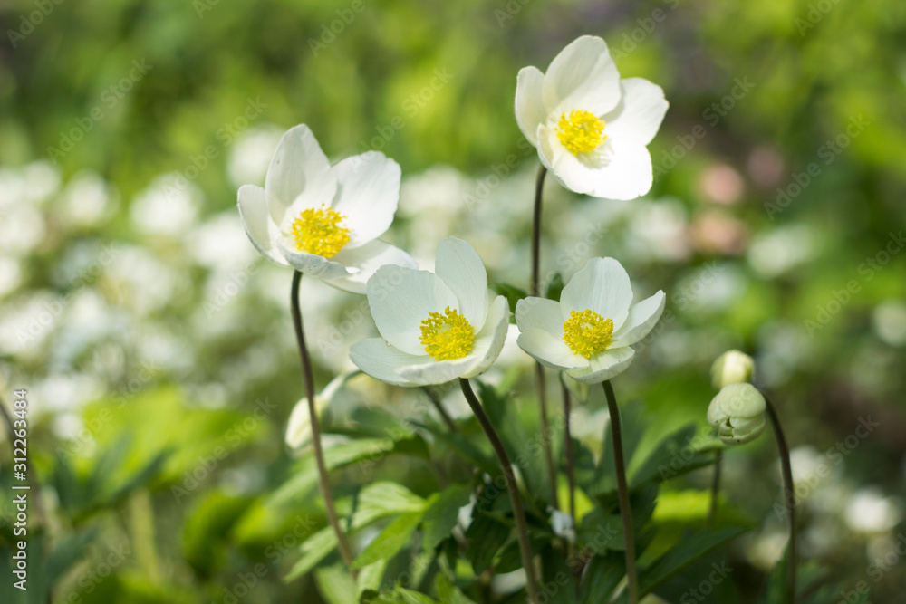 Anemone sylvestris (snowdrop anemone) is a perennial plant flowering in spring, white flowers in the botanical garden, background. Spring concept