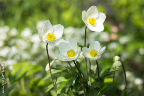 Anemone sylvestris (snowdrop anemone) is a perennial plant flowering in spring, white flowers in the botanical garden, background. Spring concept © lyudmilka_n