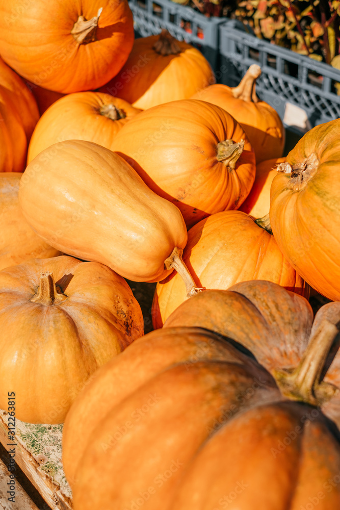 A pile of pumpkins A pile of pumpkins