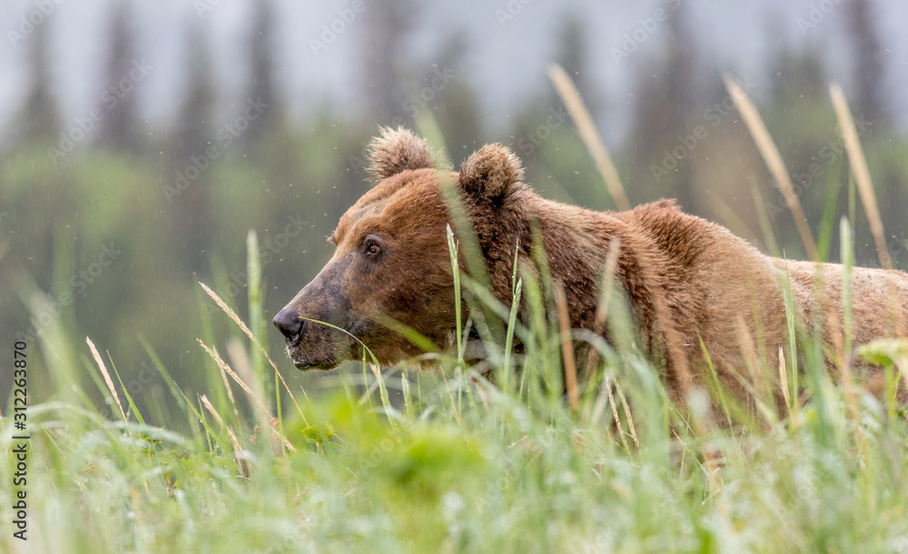 Alaska Brown Bear at Lake Clark National Park