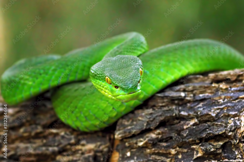 green viper snake, venomous and poisonous snake, trimeresurus albolabris green viper snake, venomous and poisonous snake, trimeresurus albolabris