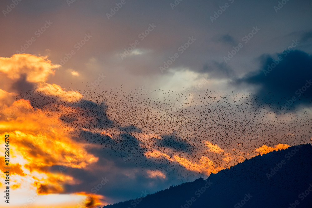 A large flying flock of birds against a dramatic sunset sky 