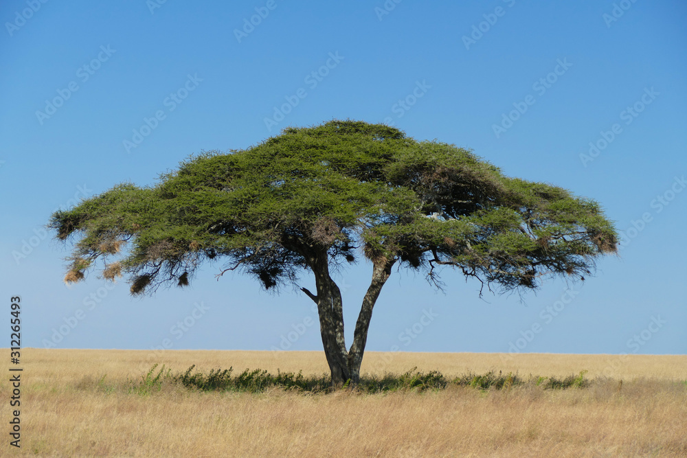 Lonely Tree in Serengeti Savanna