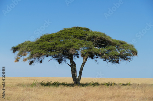 Lonely Tree in Serengeti Savanna