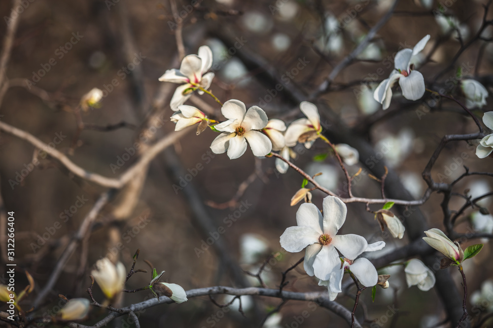 closeup magnolia flower. natural floral spring or summer background with soft focus and blur closeup magnolia flower. natural floral spring or summer background with soft focus and blur
