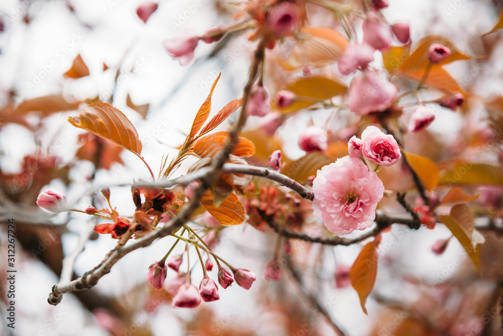 closeup sakura flower. natural floral spring or summer background with soft focus and blur closeup sakura flower. natural floral spring or summer background with soft focus and blur
