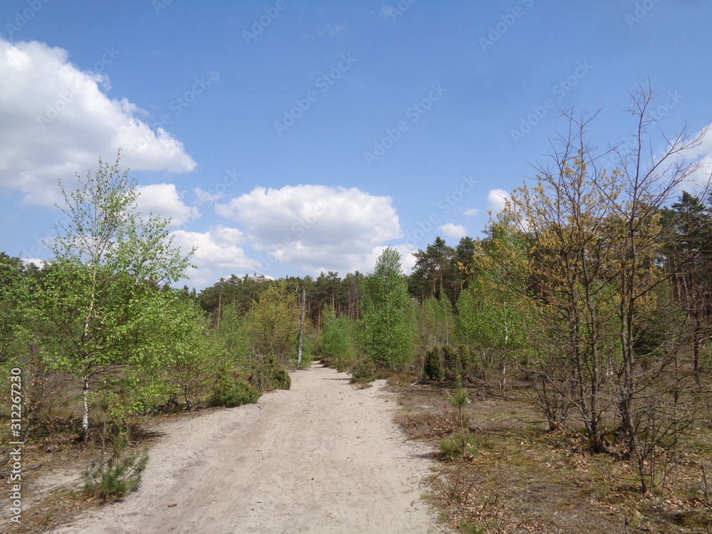 Fototapeta premium Kampinoski Park Narodowy
