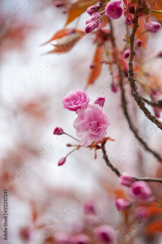 closeup sakura flower. natural floral spring or summer background with soft focus and blur 