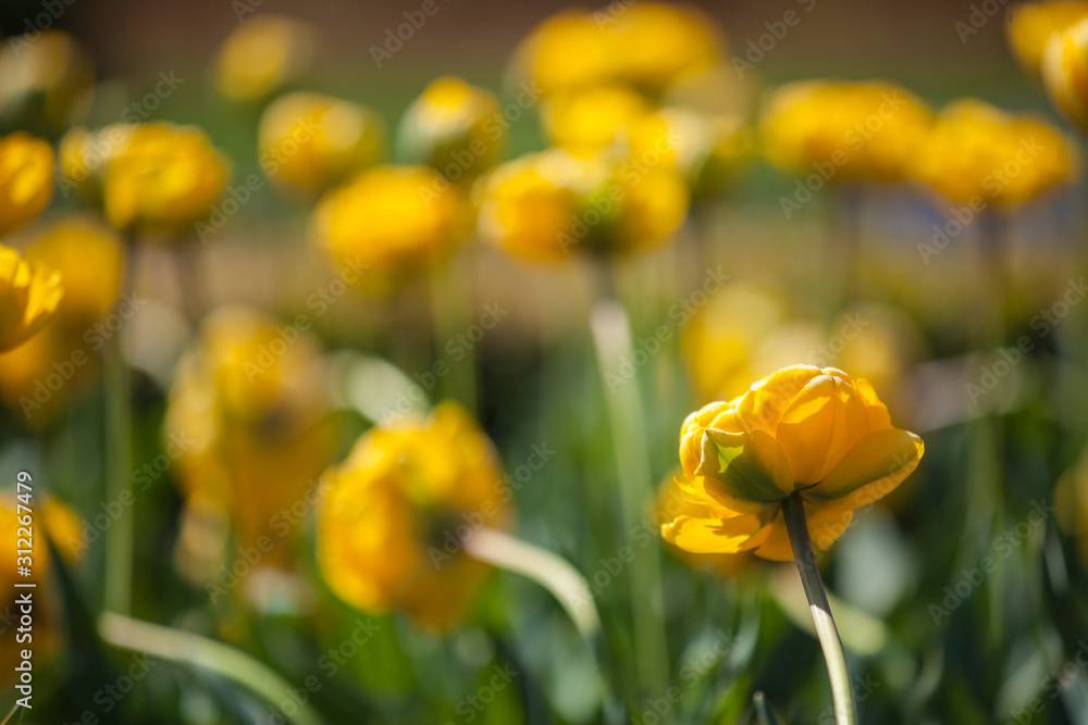 Close-up yellow tulips.Amazing flower. Tulip flower background.