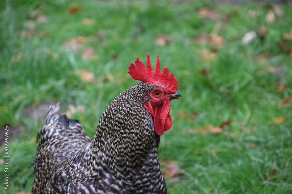 Barred Rock Rooster at a farm in Oldebroek in the Netherlands