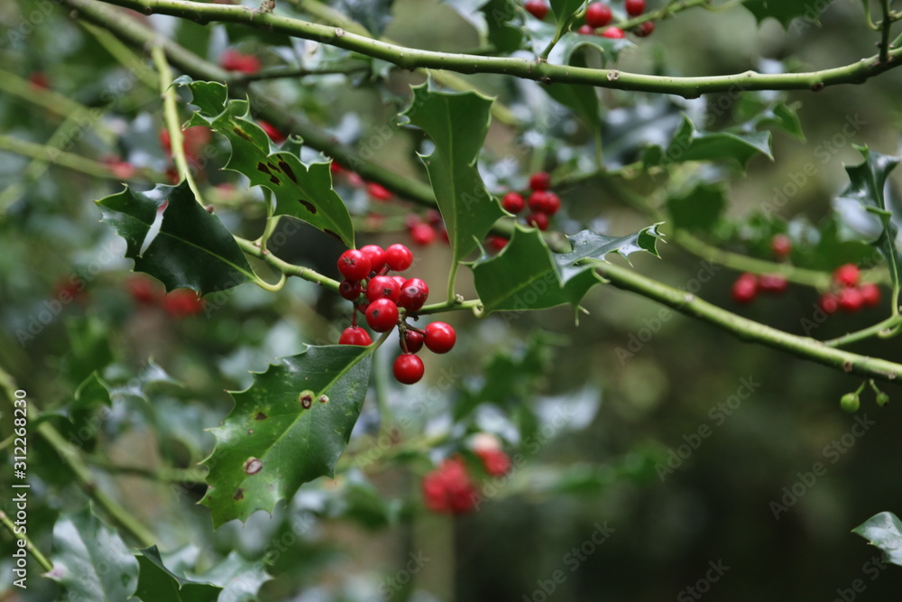 Holly with red berries  in wild in the Netherlands