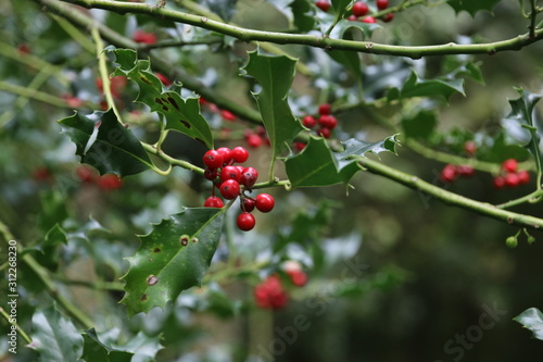 Holly with red berries  in wild in the Netherlands