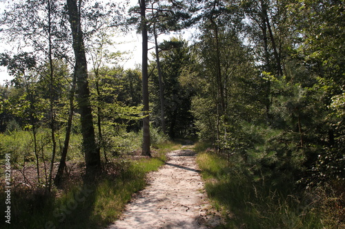 tree with green leaves and needles in the sun at the Dellen in the Veluwe in the Netherlands