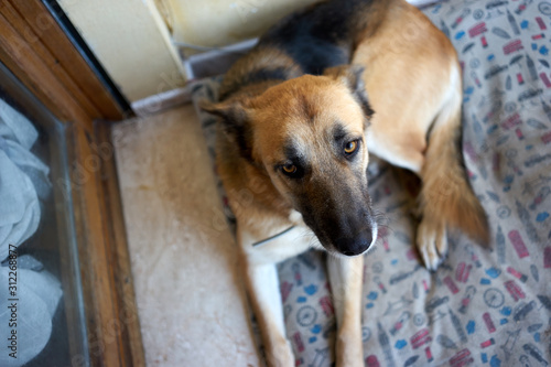 dog lying on the floor and looking at camera