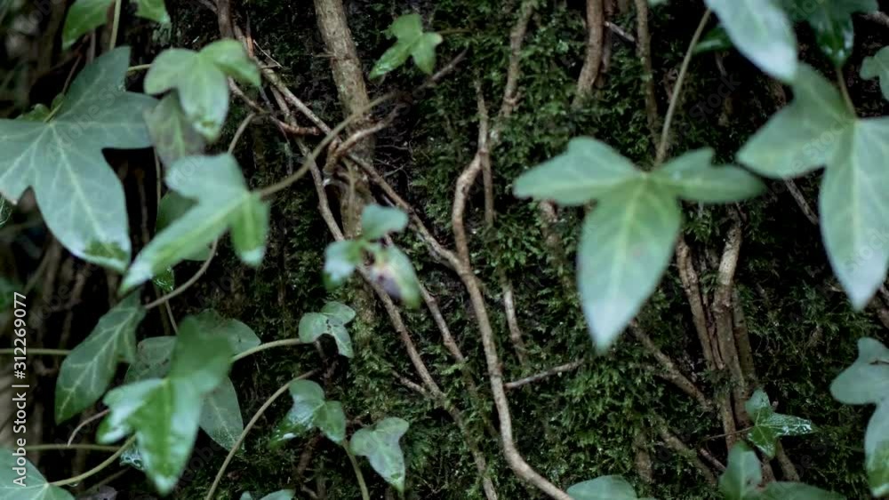 Ivy on mossy tree Ivy on mossy tree