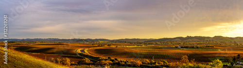 Panoramic Hillside and Vineyards of Grapes at Sunset
