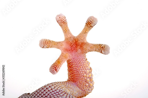 Quadro em tela Haftlamellen eines Geckos (Chondrodactylus bibronii) - adhesive lamellas of a ge