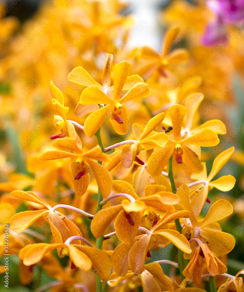 Fototapeta premium blooming flowers of yellow lily