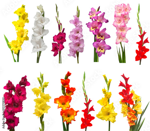 Leinwand Poster Collection gladiolus flowers isolated on white background
