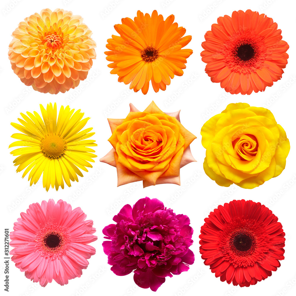 Flowers head collection of beautiful daisy, rose, calendula, gerbera, chrysanthemum, dahlia, peony isolated on white background. Card. Easter. Spring time set. Flat lay, top view